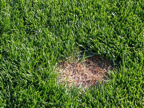 Common Lawn Problems And How To Solve Them Hgtv