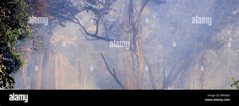 Forest Fire In Rainforest Belize Hi Res Stock Photography And Images