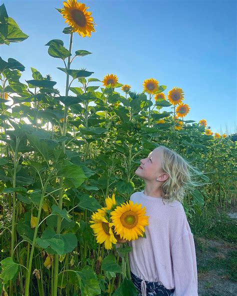 The Best Sunflower Farms In New Zealand Urban List New Zealand