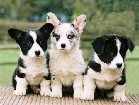 Cardigan Trio Cardigan Welsh Corgi Puppies Cute Puppies Corgi