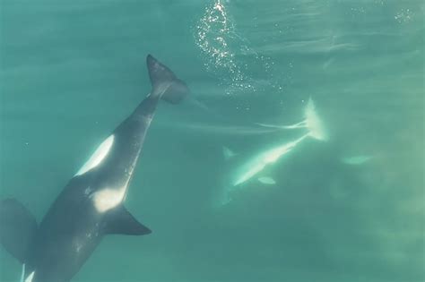 Orca Whales Kill Great White Shark In Mossel Bay Video