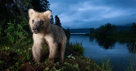 Studio Wildlife Portraits Captured With Camera Traps And Flashes
