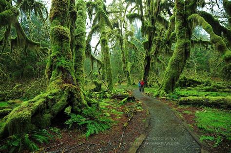 Hall Of Mosses Trail Olympic National Park Washington Pics