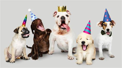 Cute Happy Birthday Wishes For Dog Thetalka