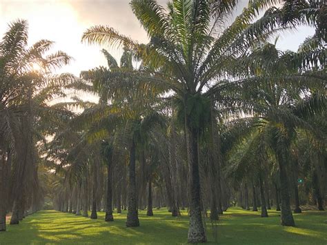 Tourisme à Abidjan le jardin botanique de Bingerville, un potentiel à