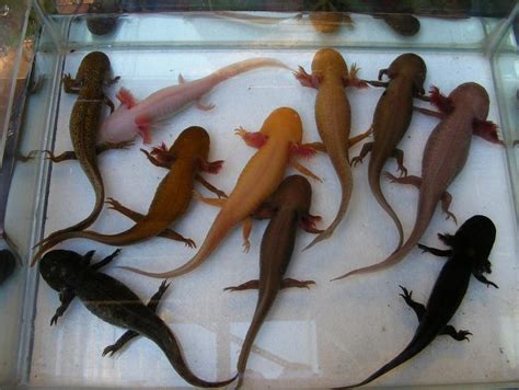 Axolotl Color Variations