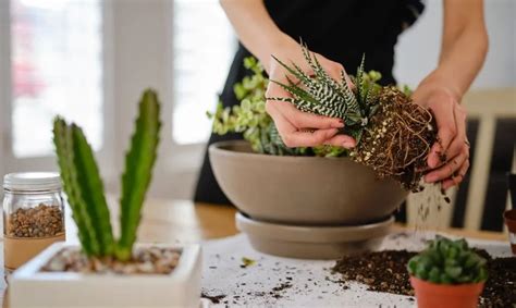 How To Transplant Succulents The Garden Bug Detroit