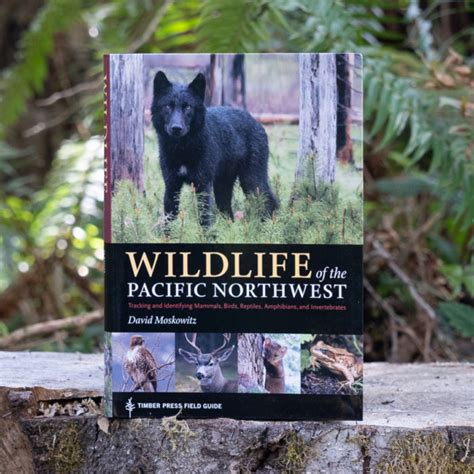 Wildlife Of The Pacific Northwest Wilderness Awareness School