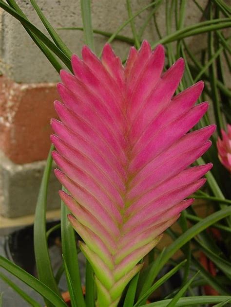 Plantfiles Pictures Wallisia Bromeliad Air Plant Tillandsia Pink