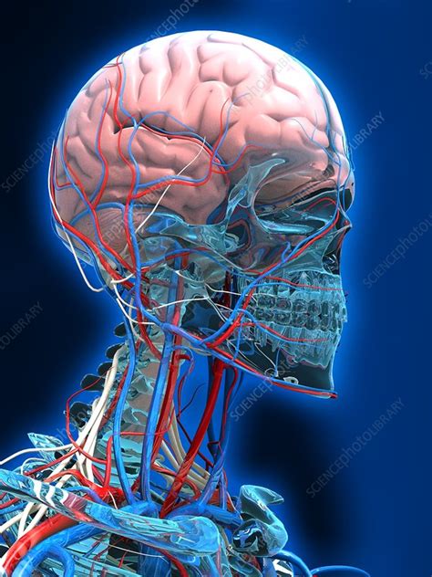 Human Head Anatomy Artwork Stock Image C0076900 Science Photo