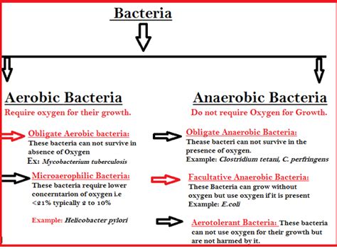 What Are Some Examples Of Aerobic Bacteria Quora