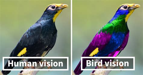Scientists Show How Differently Birds See The World Compared To Humans