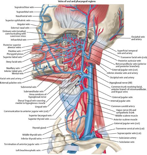 Now that we have covered the arteries, we will complete the picture of the vasculature of the head and neck by learning about the veins. Surgical Anatomy of the Neck | Ento Key