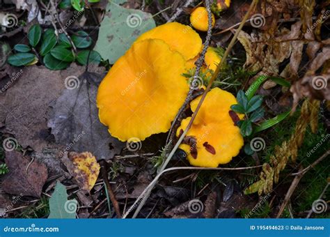 Wild Golden Chanterelle Mushrooms In The Forest Edible Autumn