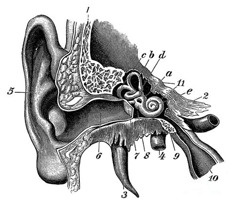 Ear Anatomy Photograph By Science Source Pixels