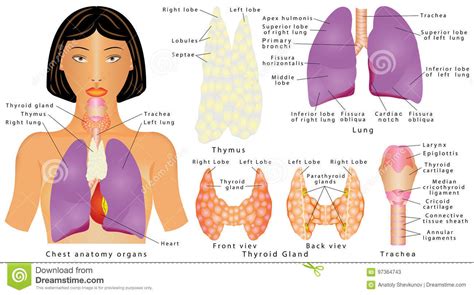 Thymus Female Organs Human Anatomy Stock Image