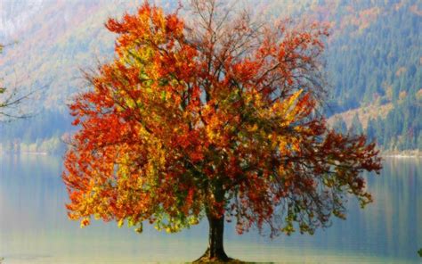 Hd Lone Autumn Tree Wallpaper Download Free 52571