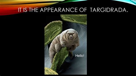 Tardigrades Also Known As Water Bears презентация онлайн