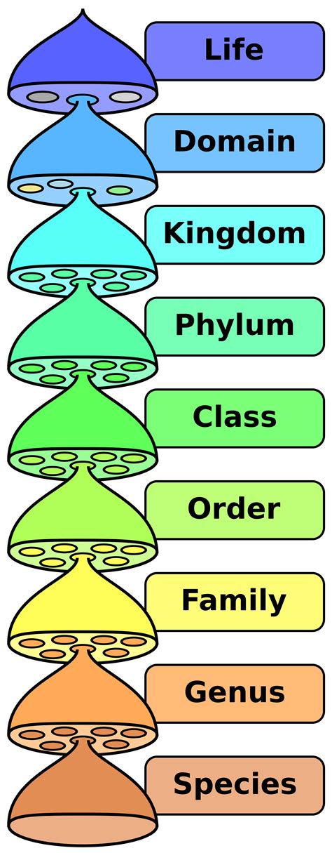 Taxonomic Hierarchy Knowledge Guild