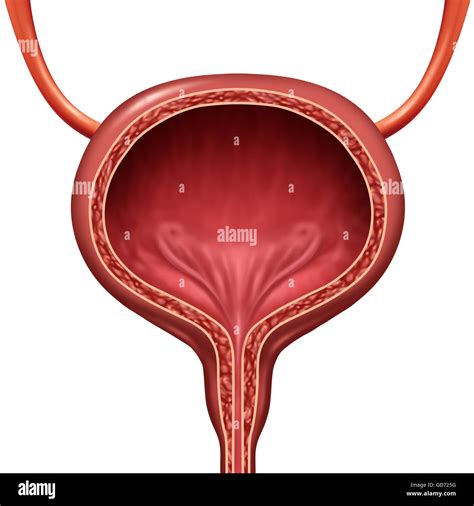 Human Urinary Bladder Anatomical Organ Concept As A 3d Illustration