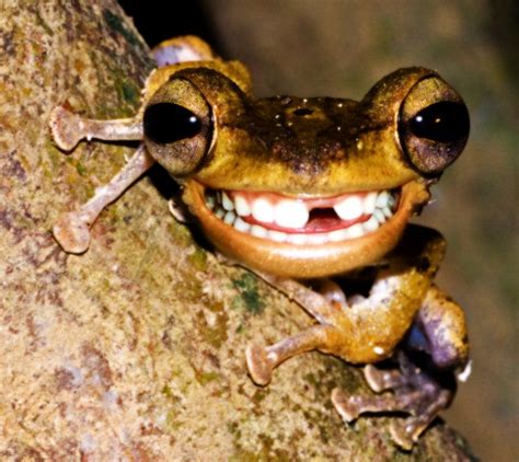 I Lost A Tooth Funny Frogs Frog Pictures Funny Animals