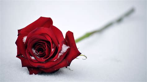 Images Red Rose Snow Flower Closeup 2560x1440