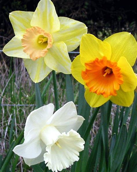 Celebrating Springs First Flower The Daffodil Avas Flowers