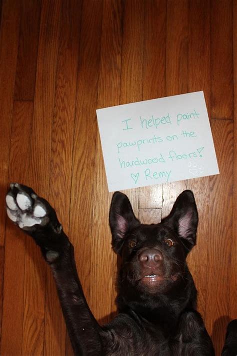 Funny Dog Shaming Dump A Day