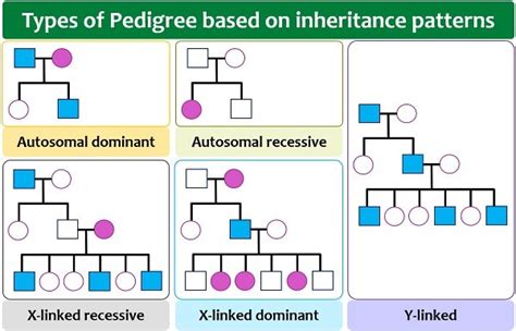 Pedigree Analysis Chart Definition Symbols Types And Examples