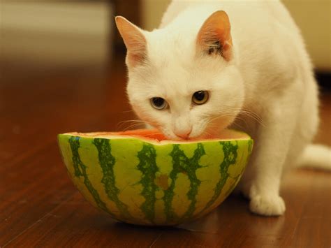 Does Cats Eat Watermelon Cat Meme Stock Pictures And Photos