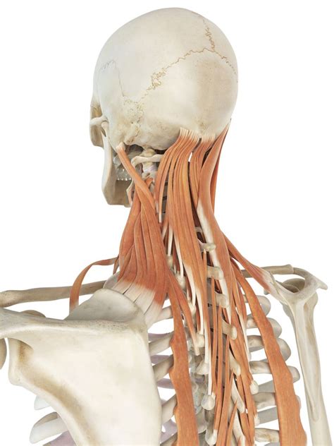 The posterior muscles of the neck are primarily concerned with head movements, like extension. Treating Levator Scapula Muscle (Shoulder Muscle) Pain