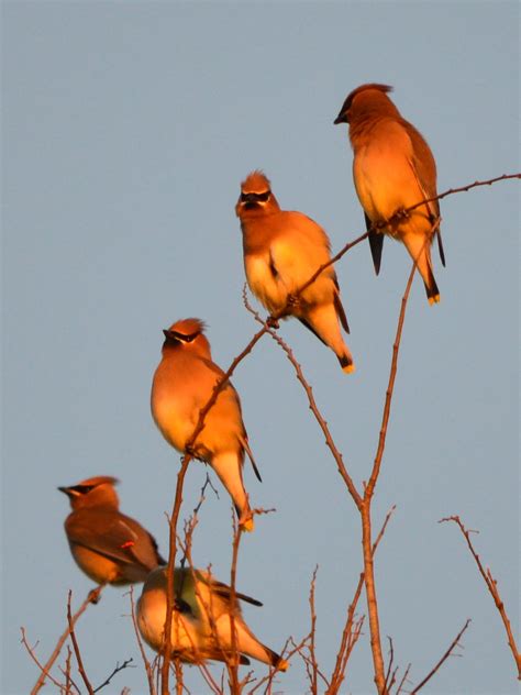 Se Texas Birding And Wildlife Watching Early Birds