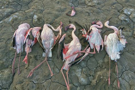 Over 30 Flamingos Electrocuted In Bhavanagar Gujarat Conservation India