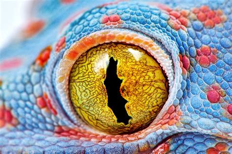 See The Most Bizarre And Beautiful Animal Eyes On Earth Scientific