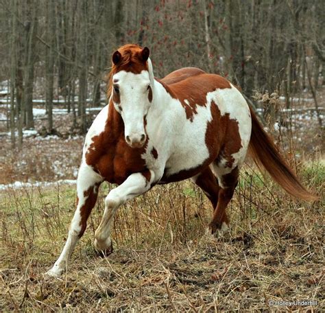Hidalgo was an eight year old and, as fine a looker as could be found, frank wrote, i had ridden him on some hard rides and knew what he could do if called upon. 1 nearly l00 horses competed in the competition from aden in 1890. Reminds me of Hidalgo