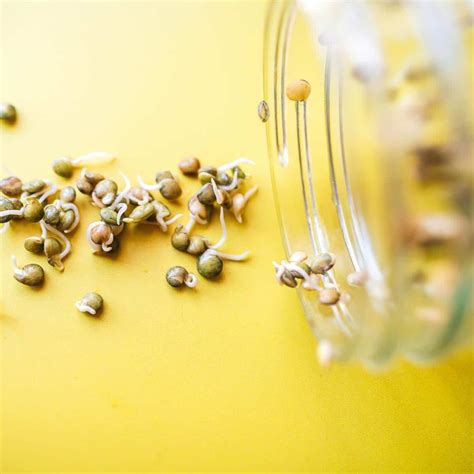 How To Sprout Lentils The Wonderful World Of Sprouts Flipboard