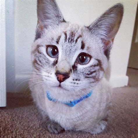 Male and female cat names. That face! Blue eyed lynx point siamese | Crazy cats, Cute ...