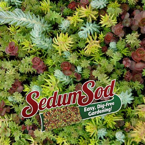 Creeping thyme is a plant that is very tolerant of heat that grows in full sun. Sun Ground Cover Drought-Proof Plants | GreatGardenPlants.com