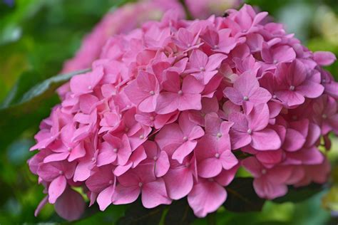 Pink Hydrangea Free Stock Photo Public Domain Pictures