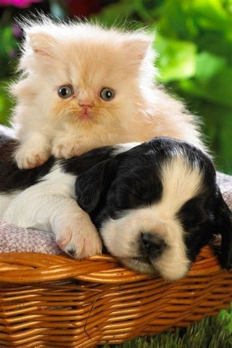 Cute cats and dogs pics. 30 best Dogs & Cats Together images on Pinterest | Dog cat ...