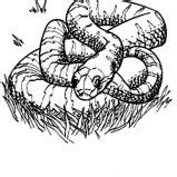 Predators share fascinating dynamic relationships with their prey. Cartoon Of Anaconda Waiting For Prey At Night Coloring ...