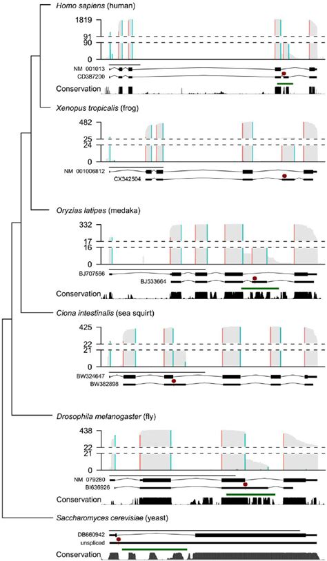 Diverse Alternatively Spliced Rps Isoforms Encode Ptc Exons