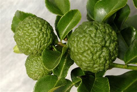 Kaffir Lime Leaves Information Substitutions And Where To Buy Them