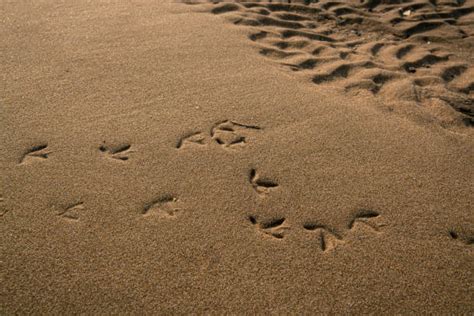 Duck Footprint Pic Stock Photos Pictures And Royalty Free Images Istock