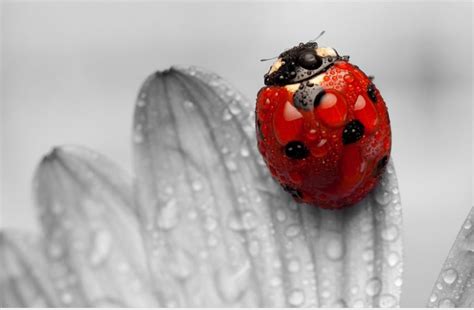 Free art print of ladybug. Ladybug Wallpaper Free High Definition Download