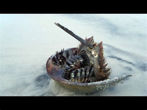 Horseshoe crabs possess five pairs of book gills located just behind their appendages that allow them to breathe underwater, and can also allow them to breathe on land for short periods of the last section is the telson (caudal spine) which is used to flip itself over if stuck upside down. I Found Baby Horseshoe Crab Upside Down - YouTube