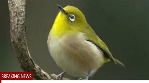 Burung Menjadi Terapi Kehidupan untuk Pasien di Puskesmas Ubud