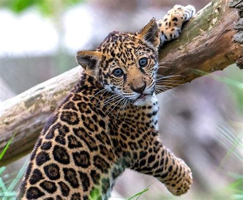 Pin By Pip Wheeler On Wild Cats In 2020 Jaguar Animal Cute Wild Animals Animals Beautiful