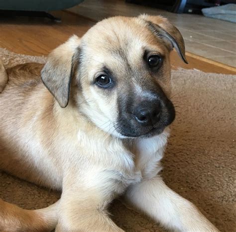 Mutt Dog For Adoption In Potomac Md Usa Adn 756208 On Puppyfinder
