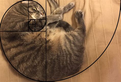 Fibonacci Sequence In Animals